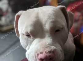 Deaf pocket bully for sale