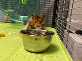 Hamsters store for sale