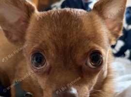 Gorgeous girl chorkie