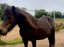 black looking glass mare 31"