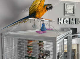 Blue and gold macaw