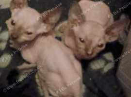 Bambino rare pink blue eyes girl ready 2 leave