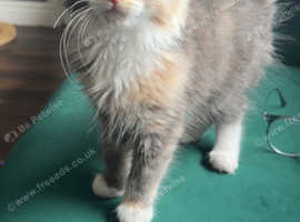 Long haired blue and cream kitten