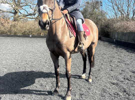 Sweet 15.2 10 year old mare