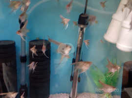 Young angel fish