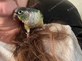 Conure born April last year