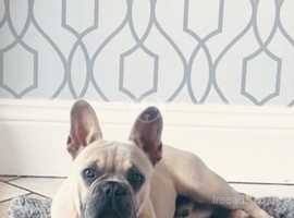 KC Registered 1 year  Male Frenchie