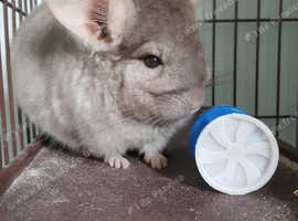 Chinchilla For Sale >> Chinchillas For Sale Rehome In Derby Find Small Furries For Sale Chinchilla For Sale >> Chinchillas For Sale Rehome In Derby Find Small Furries For Sale