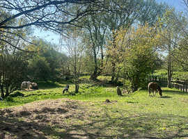 Breaking& schooling livery/ rider/ trainer in Manchester