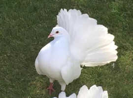 PURE WHITE FANTAILS - BEST QUALITY