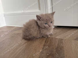 Minuet munchkin kittens standard & non standard / long & short hair