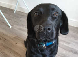 Lab age 16 months and s friendly  with kids and people and other dogs as not been natured