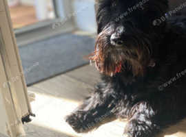 Lovely Scottish Terrier Evie