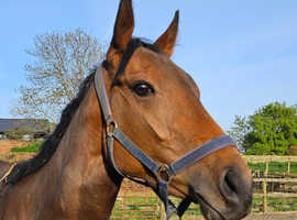 3yr 15.2 mare