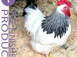 Light Sussex (pure heavy breed) hatching eggs