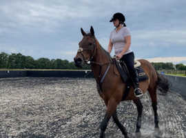 Albert tb gelding