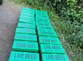 Honey bees nuc nucleus,bee colony,national hive,WBC, 14x12,langstroth beehive,bees mated queen