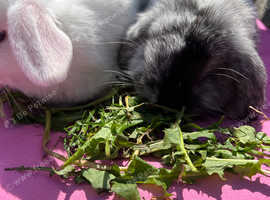 Pure Mini Lop rabbits