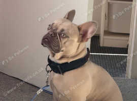 French bull dog