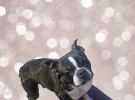 ** BOSTON TERRIER FEMALE KC REG **
