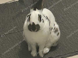Beautiful male in door rabbit needs a new home.