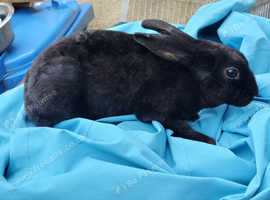2 female mini rexs