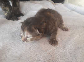 Ragdol mix KITTENS READY 21/6/25