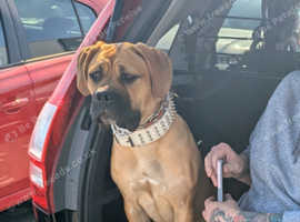 6 MONTH OLD FEMALE MASTIFF