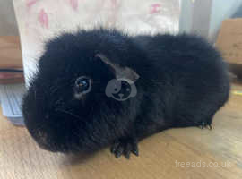 Beautiful solid black Teddy Boar