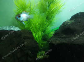 Electric blue acara