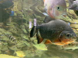 4x pacu fish