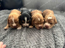 7 cocker spaniel puppies