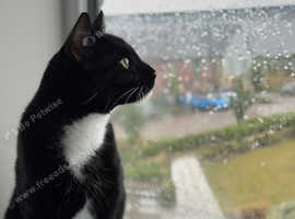 New Malden Pet Sitting & Walking