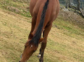 14.1 yearling for sale
