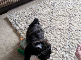 Shorkie
