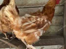 Chickens