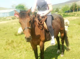 15,2 thoroughbred mare