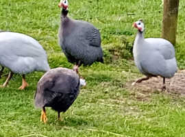 12 Guinea Fowl Hatching Eggs from my Mixed colour flock