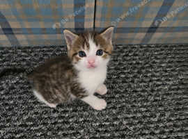 This beautifully kittens looking for a kind and nice family