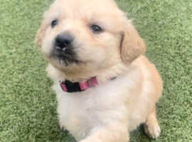 Beautiful Golden Retriever puppies - 5 STAR parents