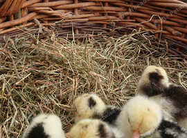 Young chicks