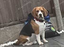 Beagles for sale sales yorkshire