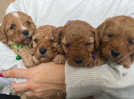cavapoo pups