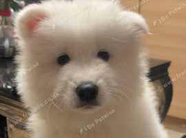 Stunning samoyed 8 weeks old