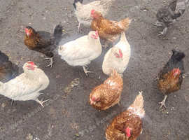 Hens