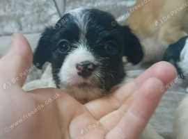 King charles x chihuahuas puppy's