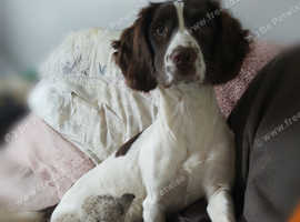 English springer spaniels puppies