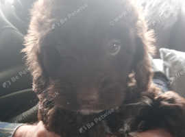 Chocolate cockapoo for store sale near me