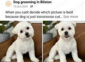 Maltipom