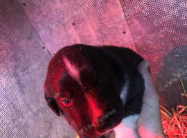 Labrador collie cross